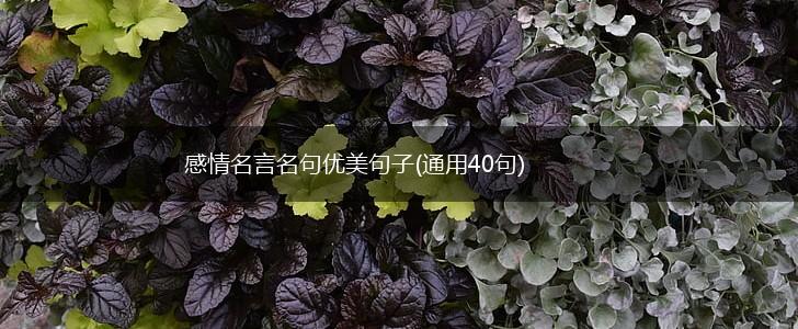 感情名言名句优美句子(通用40句),第1张