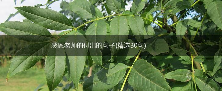 感恩老师的付出的句子(精选30句),第1张