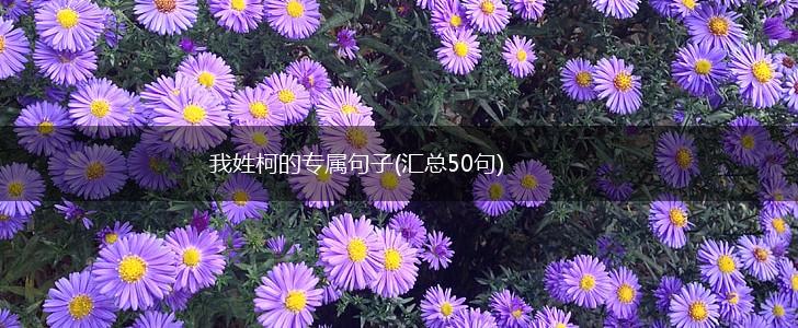 我姓柯的专属句子(汇总50句),第1张