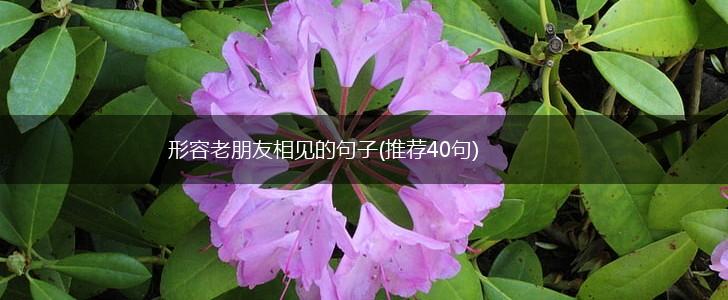 形容老朋友相见的句子(推荐40句),第1张