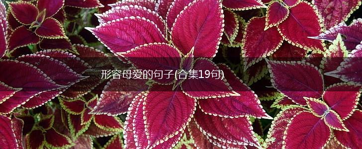 形容母爱的句子(合集19句),第1张