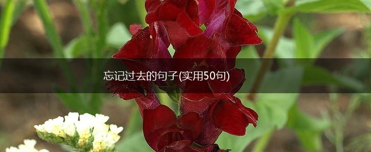 忘记过去的句子(实用50句),第1张