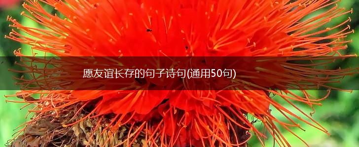 愿友谊长存的句子诗句(通用50句),第1张