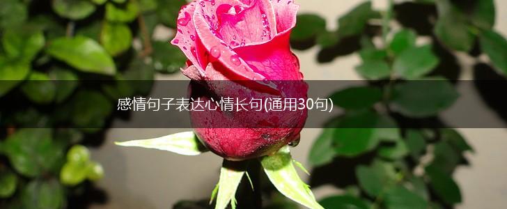 感情句子表达心情长句(通用30句),第1张