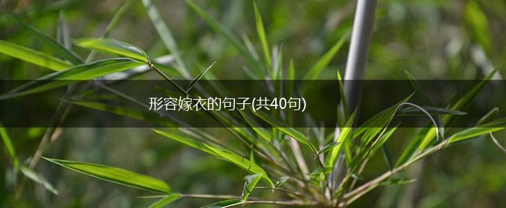 形容嫁衣的句子(共40句),第1张