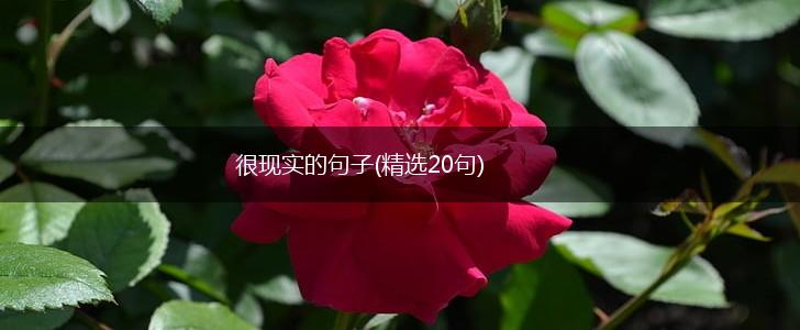 很现实的句子(精选20句),第1张