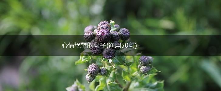 心情绝望的句子(通用50句),第1张
