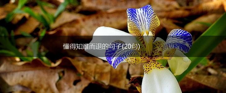 懂得知难而退的句子(20句),第1张