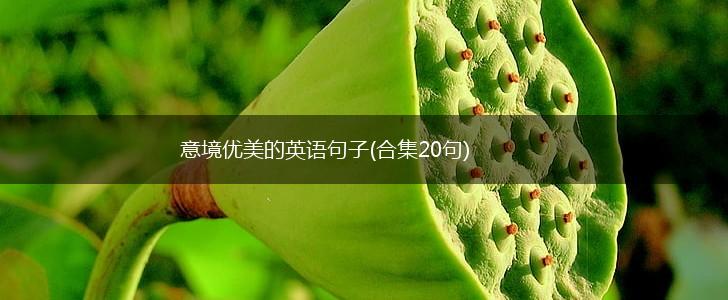 意境优美的英语句子(合集20句),第1张