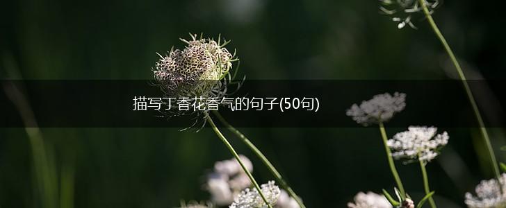 描写丁香花香气的句子(50句),第1张