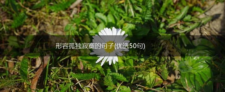 形容孤独寂寞的句子(优选50句),第1张