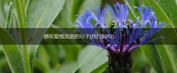 感叹爱情流逝的句子(热门50句),第1张
