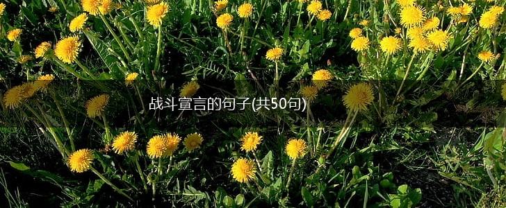 战斗宣言的句子(共50句),第1张