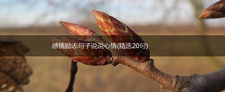 感情励志句子说说心情(精选20句),第1张