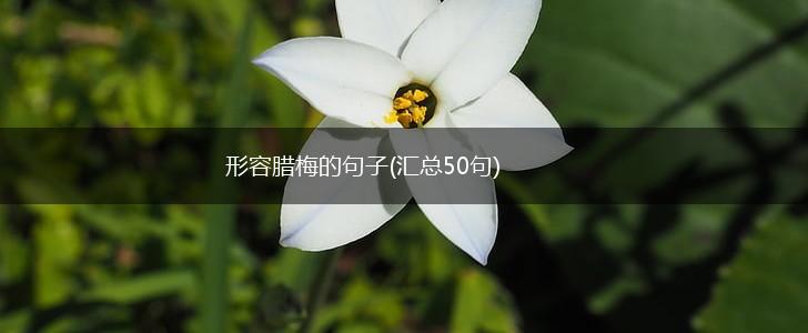 形容腊梅的句子(汇总50句),第1张