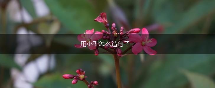 用小型怎么造句子,第1张 用小型怎么造句子,第1张