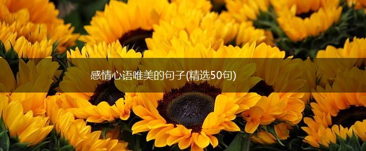 感情心语唯美的句子(精选50句),第1张