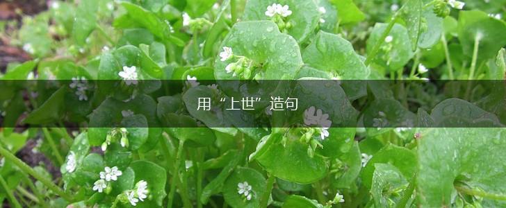 用“上世”造句,第1张