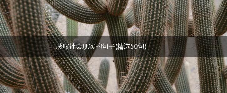 感叹社会现实的句子(精选50句),第1张