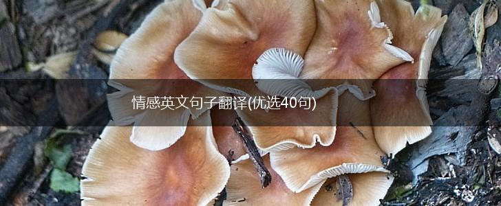 情感英文句子翻译(优选40句),第1张