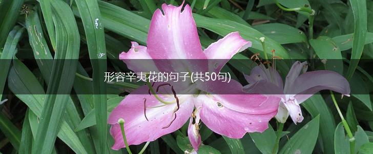 形容辛夷花的句子(共50句),第1张