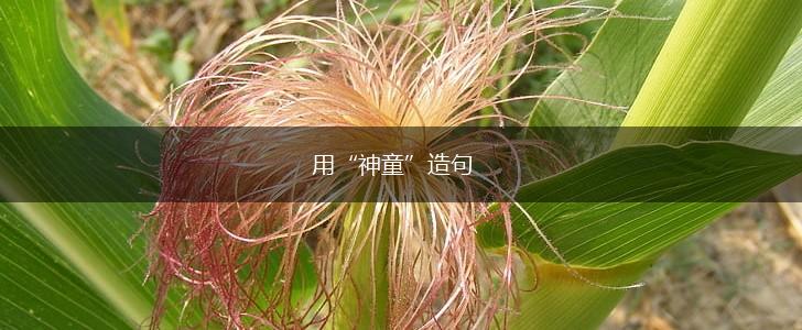 用“神童”造句,第1张