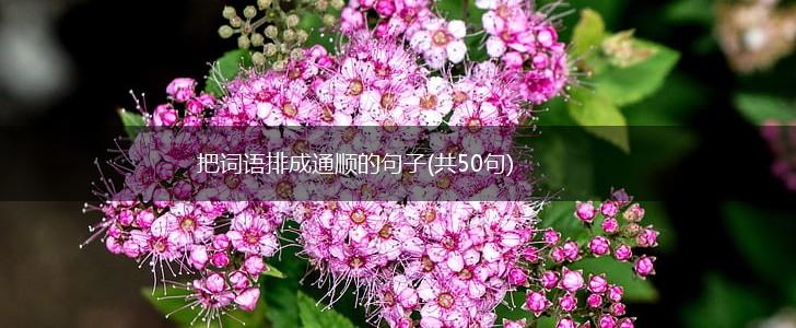 把词语排成通顺的句子(共50句),第1张
