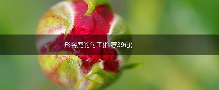 形容鹿的句子(推荐39句),第1张