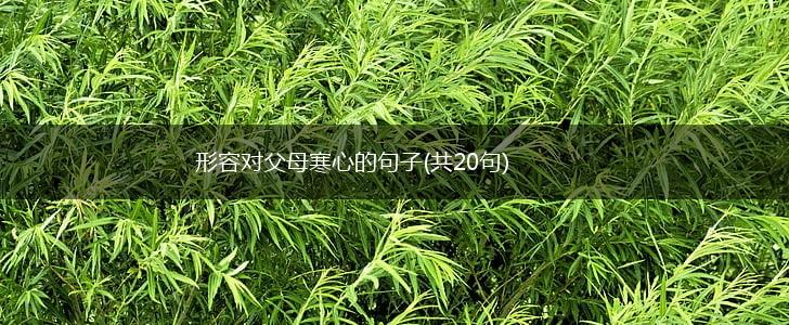 形容对父母寒心的句子(共20句),第1张