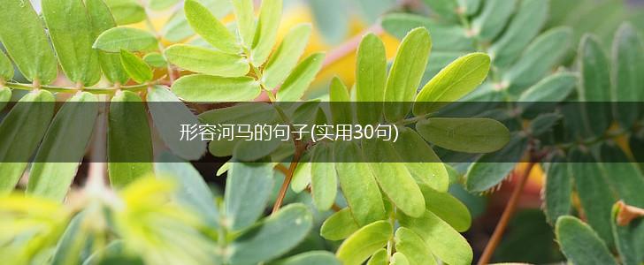 形容河马的句子(实用30句),第1张