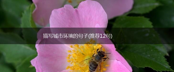 描写城市环境的句子(推荐12句),第1张
