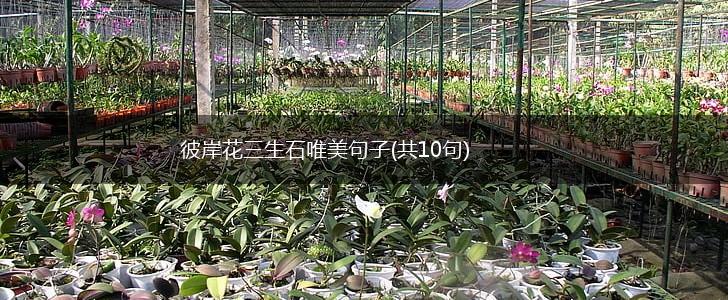 彼岸花三生石唯美句子(共10句),第1张