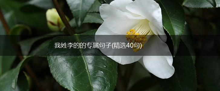 我姓李的的专属句子(精选40句),第1张