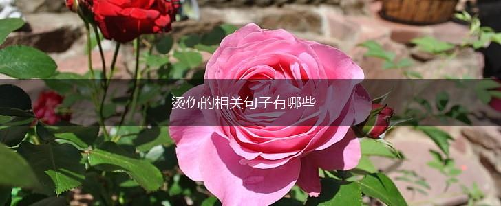 烫伤的相关句子有哪些,第1张