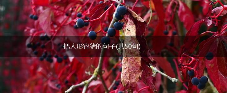 把人形容猪的句子(共50句),第1张