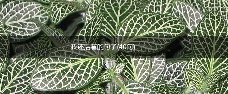 我还活着的句子(40句),第1张