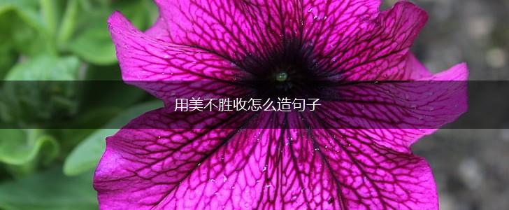 用美不胜收怎么造句子,第1张 用美不胜收怎么造句子,第1张