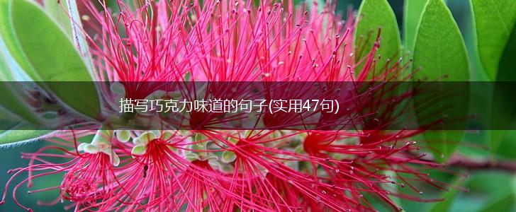 描写巧克力味道的句子(实用47句),第1张