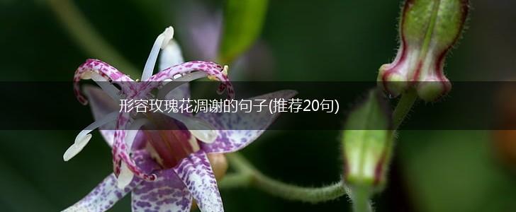 形容玫瑰花凋谢的句子(推荐20句),第1张