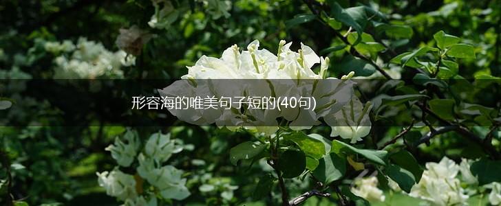 形容海的唯美句子短的(40句),第1张