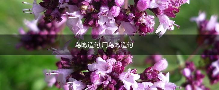 鸟瞰造句,用鸟瞰造句,第1张