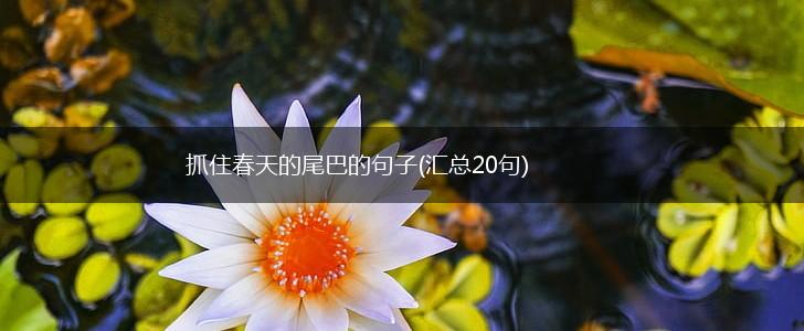 抓住春天的尾巴的句子(汇总20句),第1张