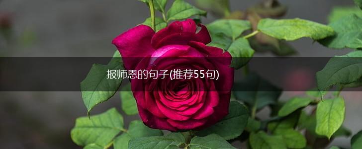报师恩的句子(推荐55句),第1张