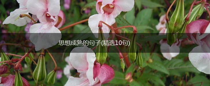 思想成熟的句子(精选10句),第1张