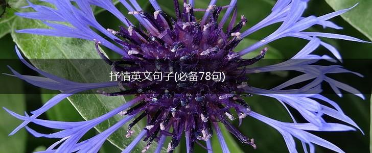 抒情英文句子(必备78句),第1张