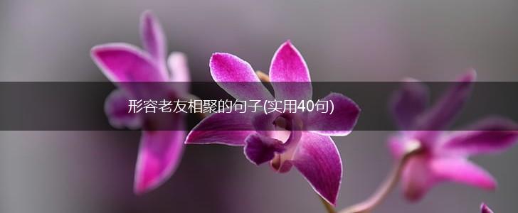 形容老友相聚的句子(实用40句),第1张