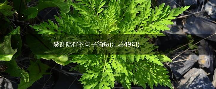 感谢陪伴的句子简短(汇总49句),第1张