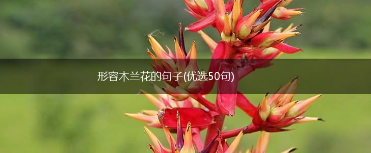 形容木兰花的句子(优选50句),第1张