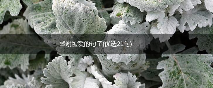 感谢被爱的句子(优选21句),第1张