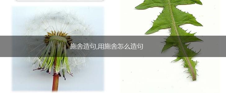 施舍造句,用施舍怎么造句,第1张 施舍造句,用施舍怎么造句,第1张